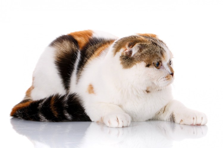 Шотландская вислоухая кошка Калико