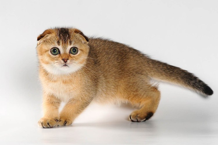 Шотландская вислоухая черный мрамор биколор