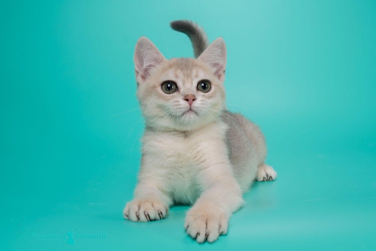 Скоттиш страйт голубое золото