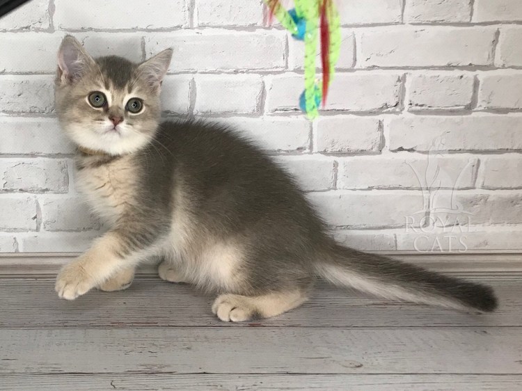 Котенок цвет голубое золото