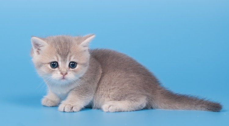 Голубая тикированная шиншилла