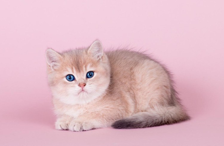 Кот голубое золото окрас