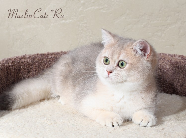 Шотландская вислоухая голубое золото