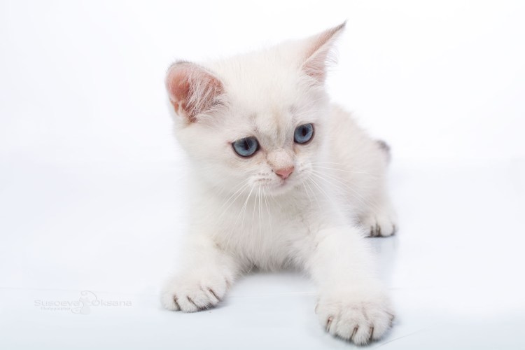 Британская голубая Золотая шиншилла