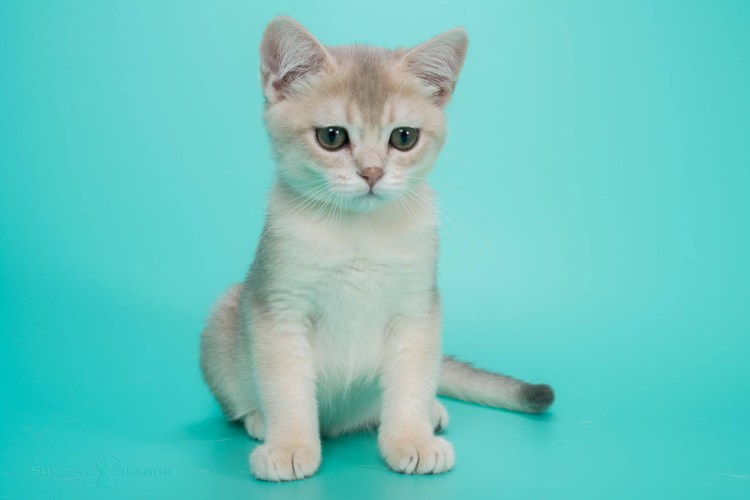 Ay11 британец