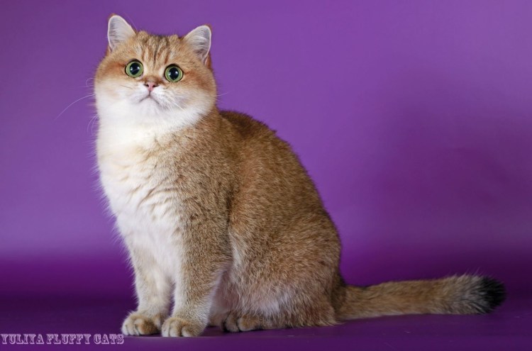 Haver Hardy Laurina Bri ay 25 Imp. Estonia