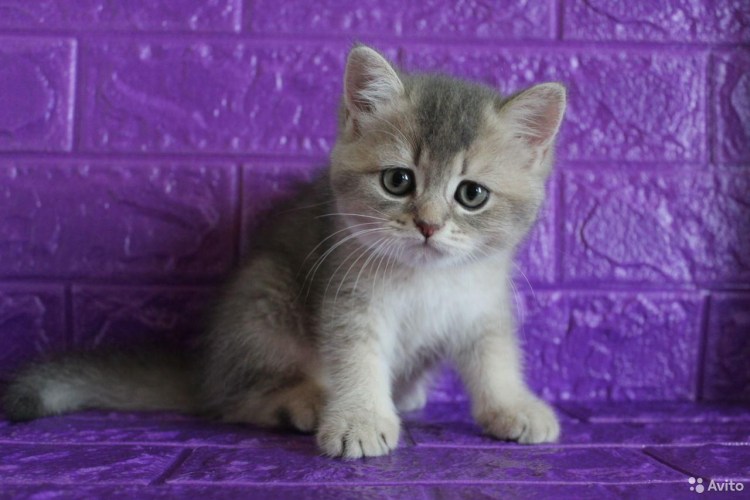 Голубой золотой пятнистый британский котенок