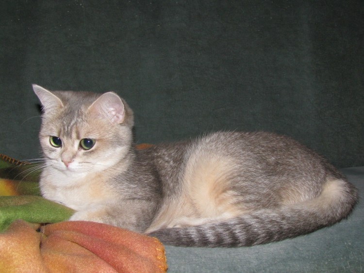 Британская шиншилла серебристая тикированная
