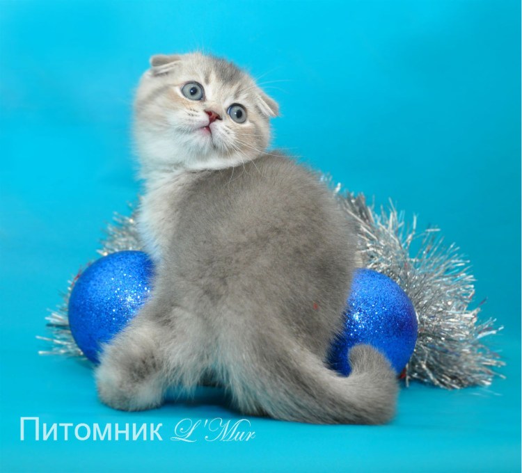 Скоттиш страйт поинт