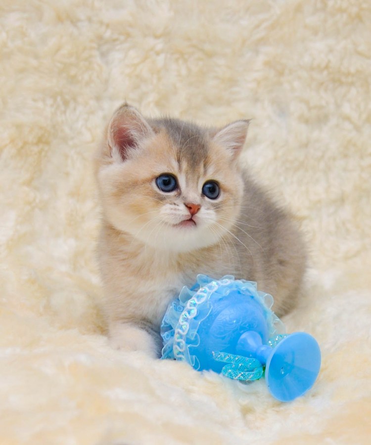 Британская шиншилла затушеванная