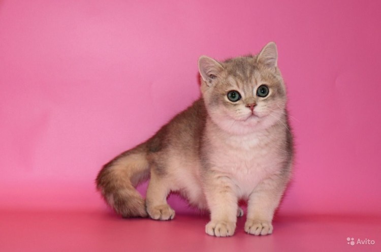 Голубой золотой затушеванный