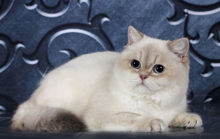 Шотландская тикированная шиншилла