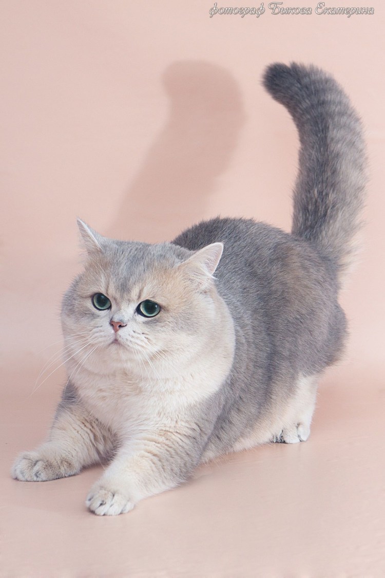 Золотая тикированная шиншилла