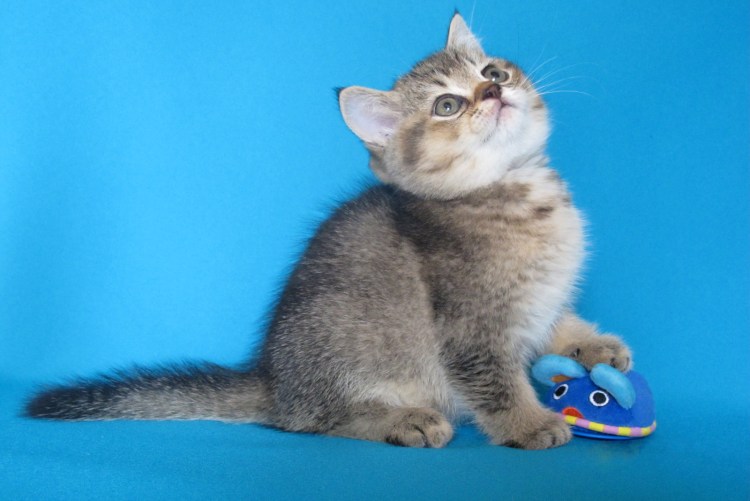 Голубая тикированная Британская шиншилла