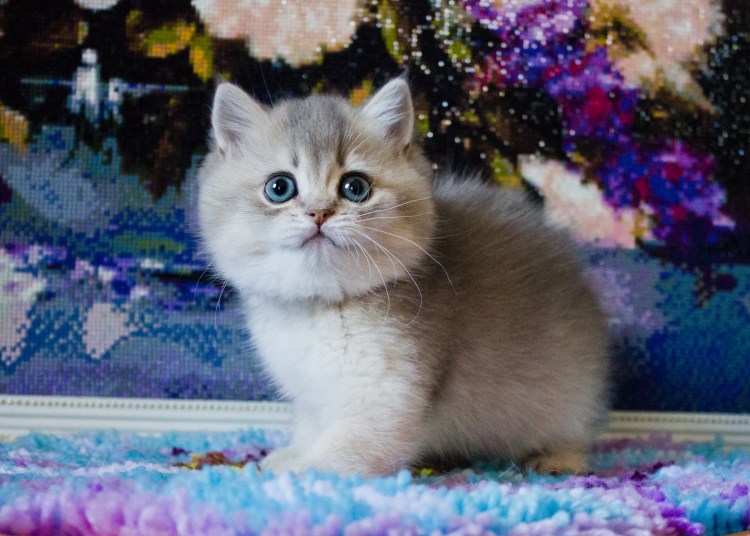 Голубая Золотая шиншилла