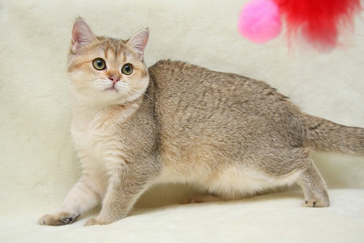 Золотистая тикированная шиншилла