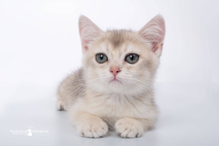 Черный тикированный британец