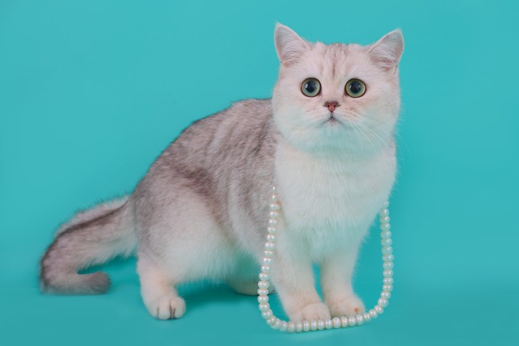 Британская шиншилла черепаховая