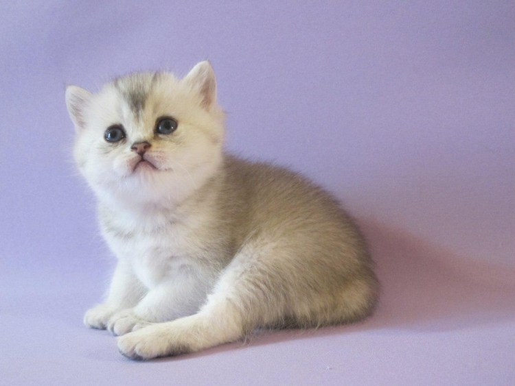 Британская Золотая шиншилла