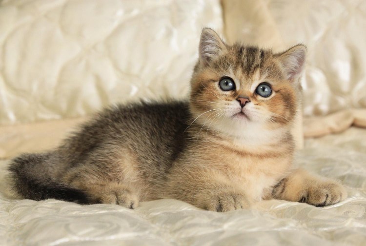 Шотландская короткошерстная Золотая шиншилла