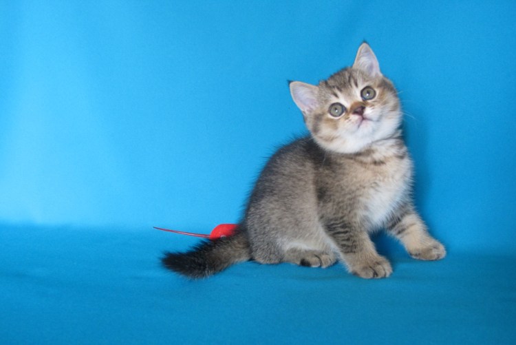 Мраморная шиншилла кошка