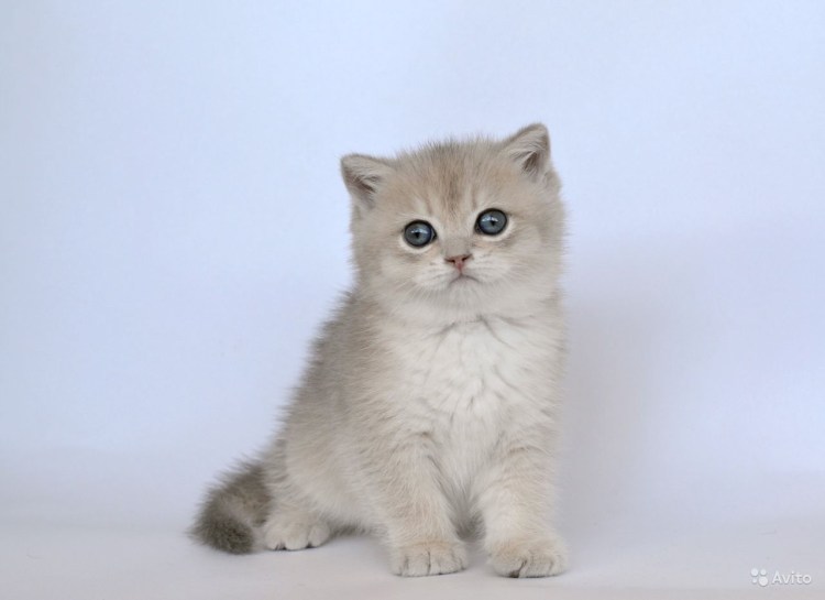 Британские котята голубое золото
