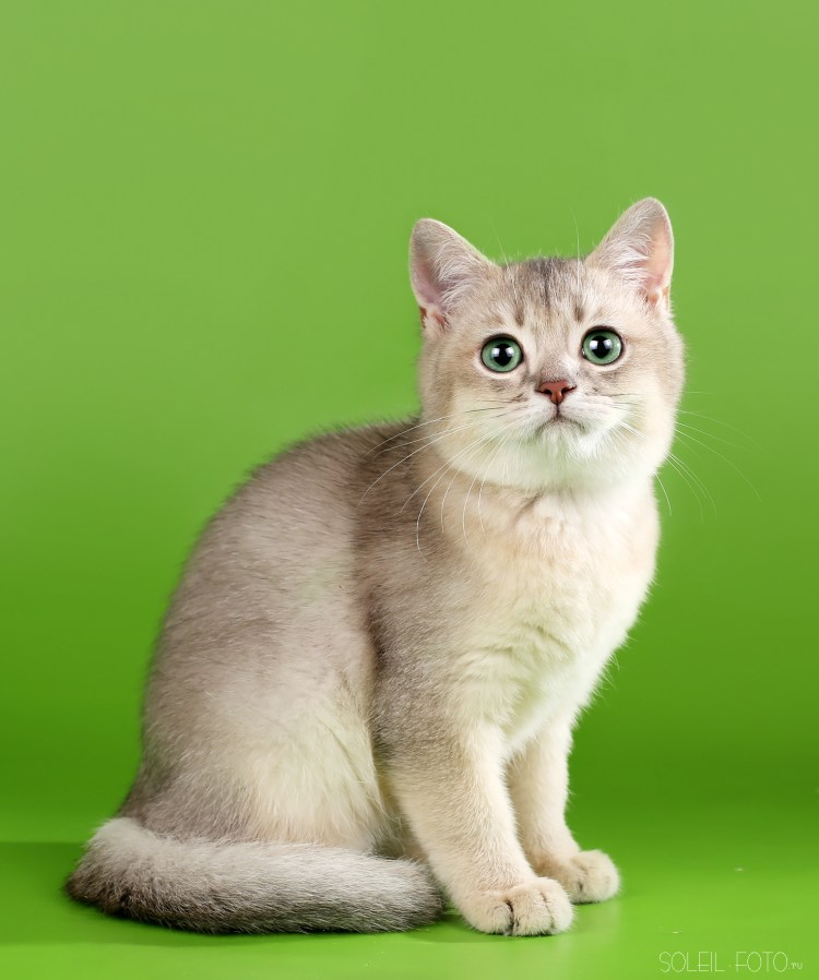 Лиловый золотой тикированный шотландец