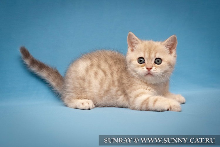 Шотландская прямоухая Золотая шиншилла