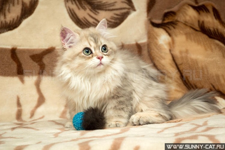 Голубая тикированная Британская шиншилла