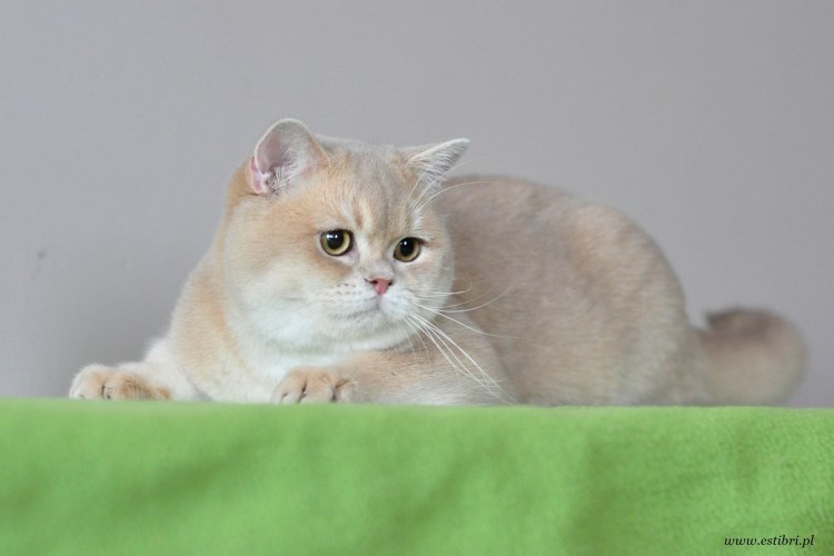 Котик голубое золото