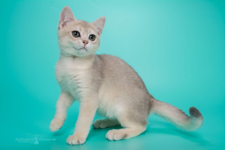 Haver Hardy Laurina Bri ay 25 Imp. Estonia