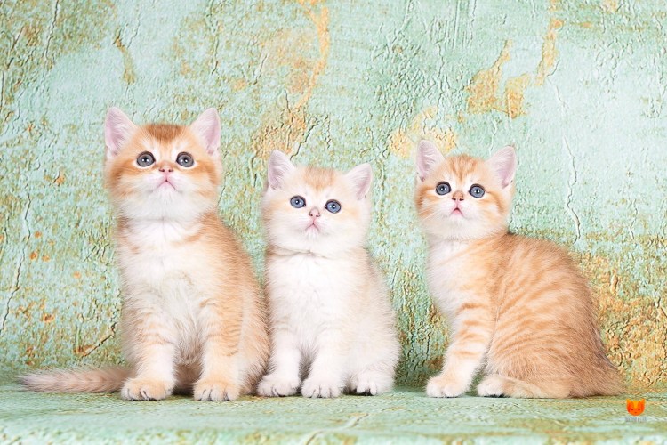 Золотой Линкс Пойнт