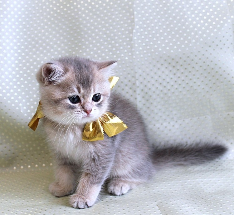 Британец золотой затушеванный Пойнт