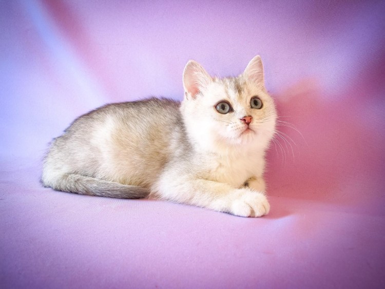 Скоттиш-страйт Шотландская Золотая шиншилла