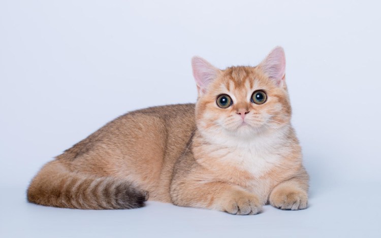 Британская Золотая шиншилла