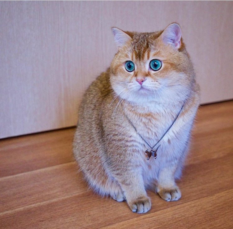 Персиковый британец табби