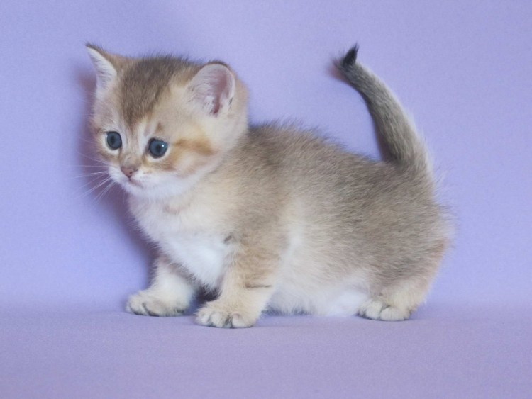 Котенок голубое золото британец