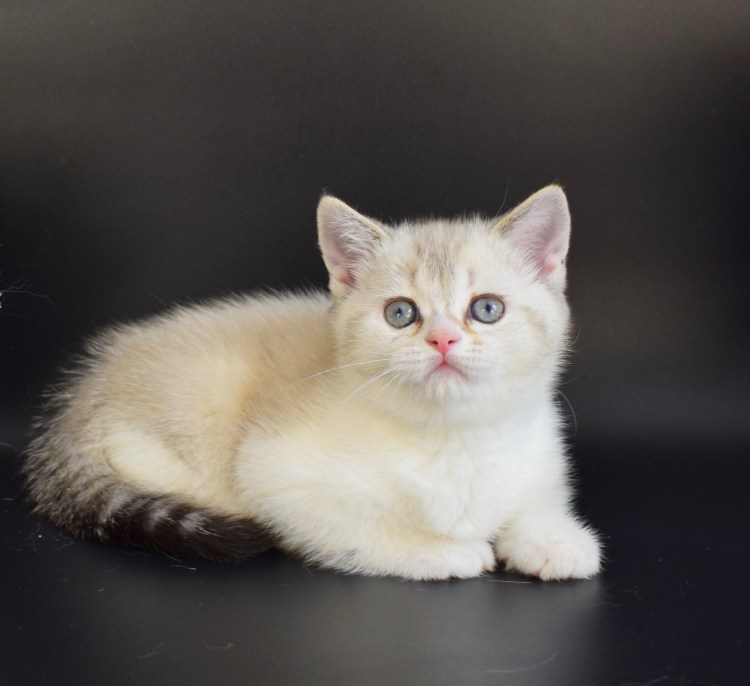 Ay 11 окрас британских кошек