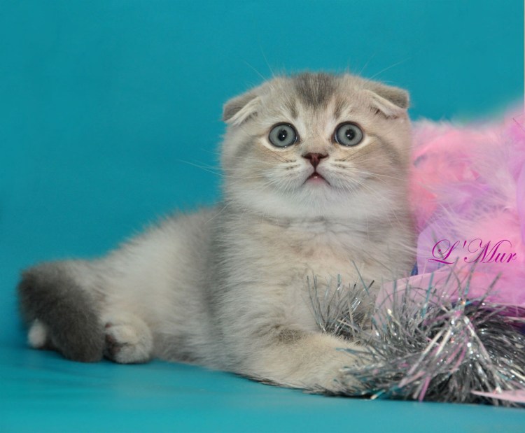Шотландская вислоухая кошка голубое золото