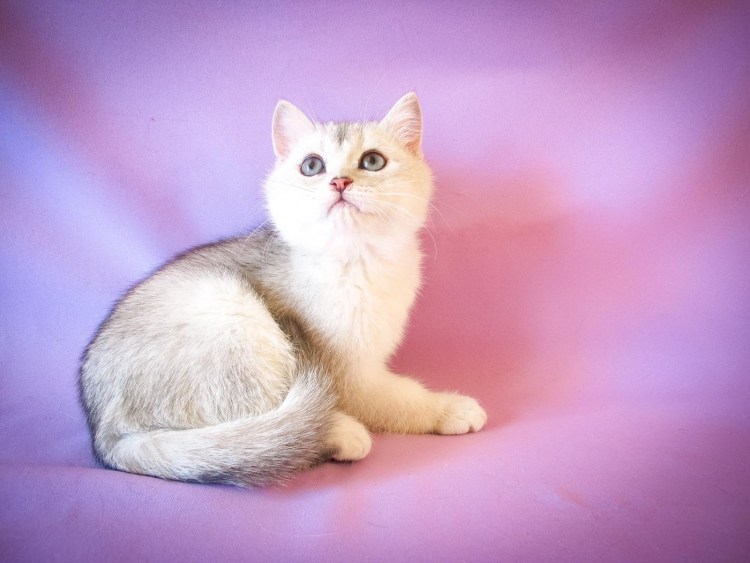 Тикированная шиншилла серебристая