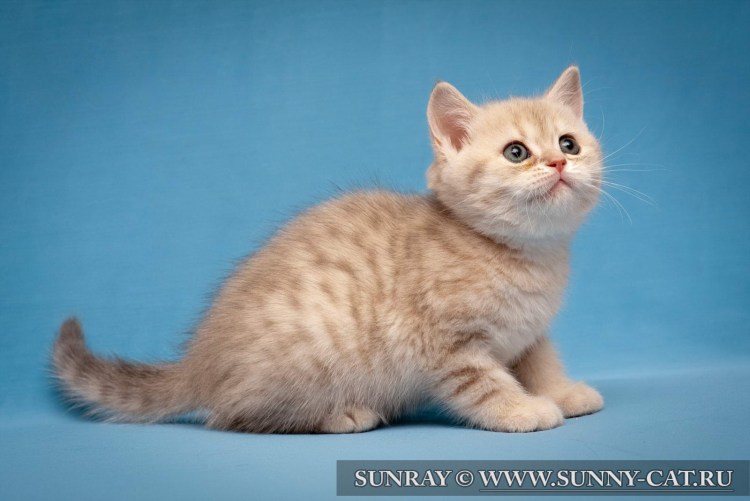 Британская Золотая шиншилла табби