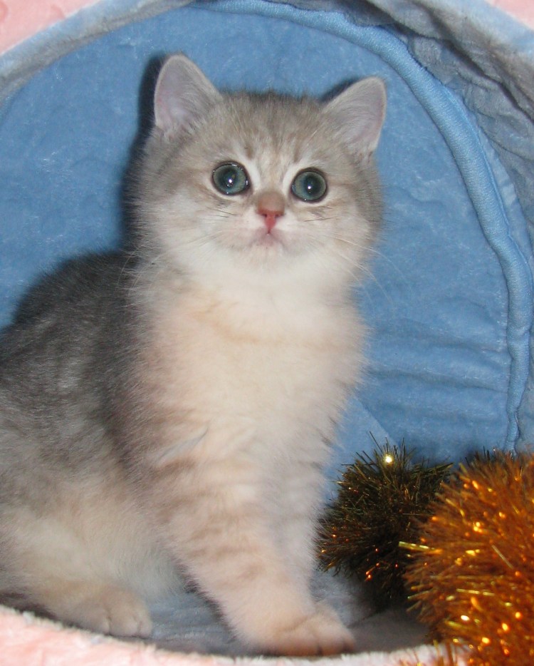 Британская шиншилла золотистая тиккированный