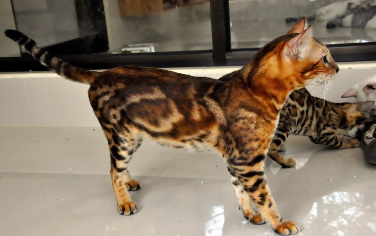 Бенгал мраморный табби