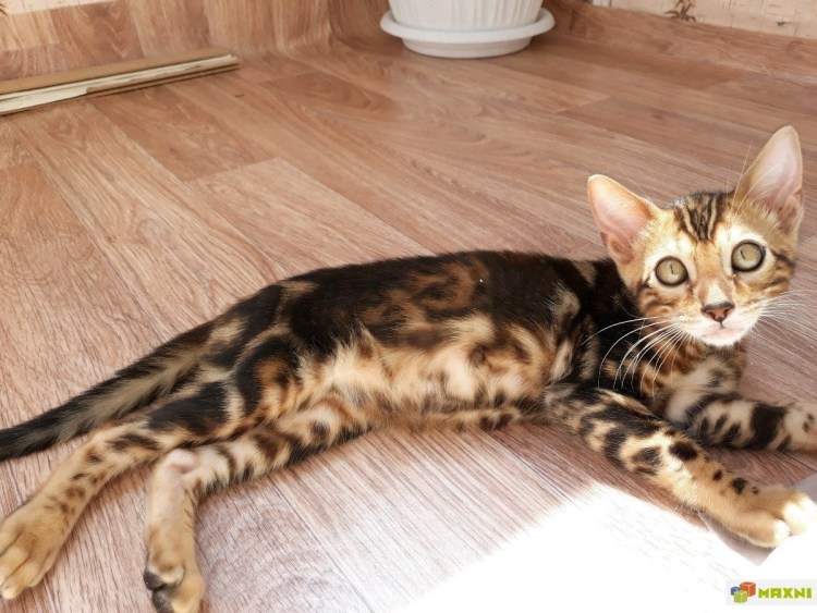 Кот бенгал мраморный