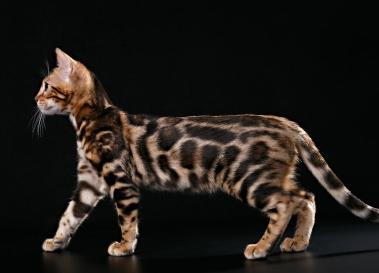 Бенгальская кошка мрамор