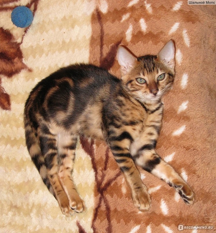 Бенгал Браун Марбл