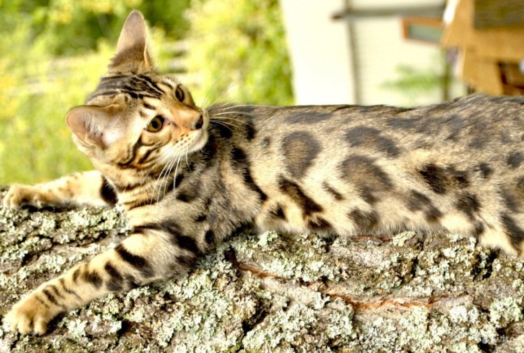Бенгальский кот Марбл