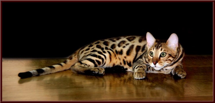 Бенгал Барс Бенгальская кошка