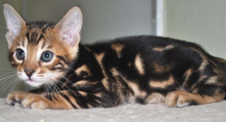 Браун Марбл бенгалы