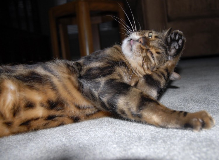 Серебристый мраморный бенгал